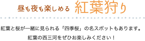 昼も夜も楽しめる紅葉狩り