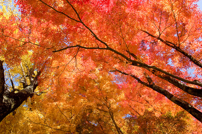 昼も夜も楽しめる紅葉狩り