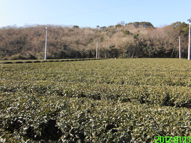 お茶のながや