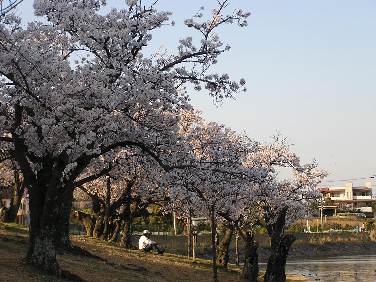 刈谷桜まつり（洲原公園）