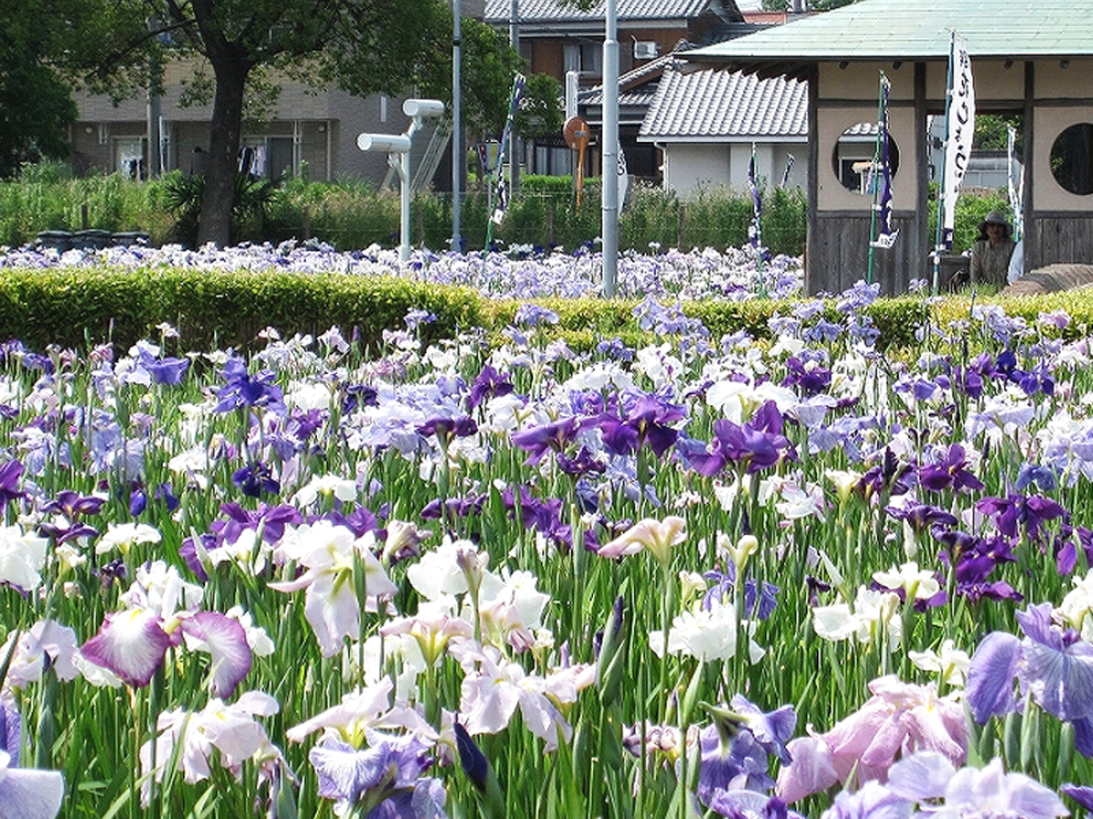 油ヶ淵遊園地（花しょうぶ園）
