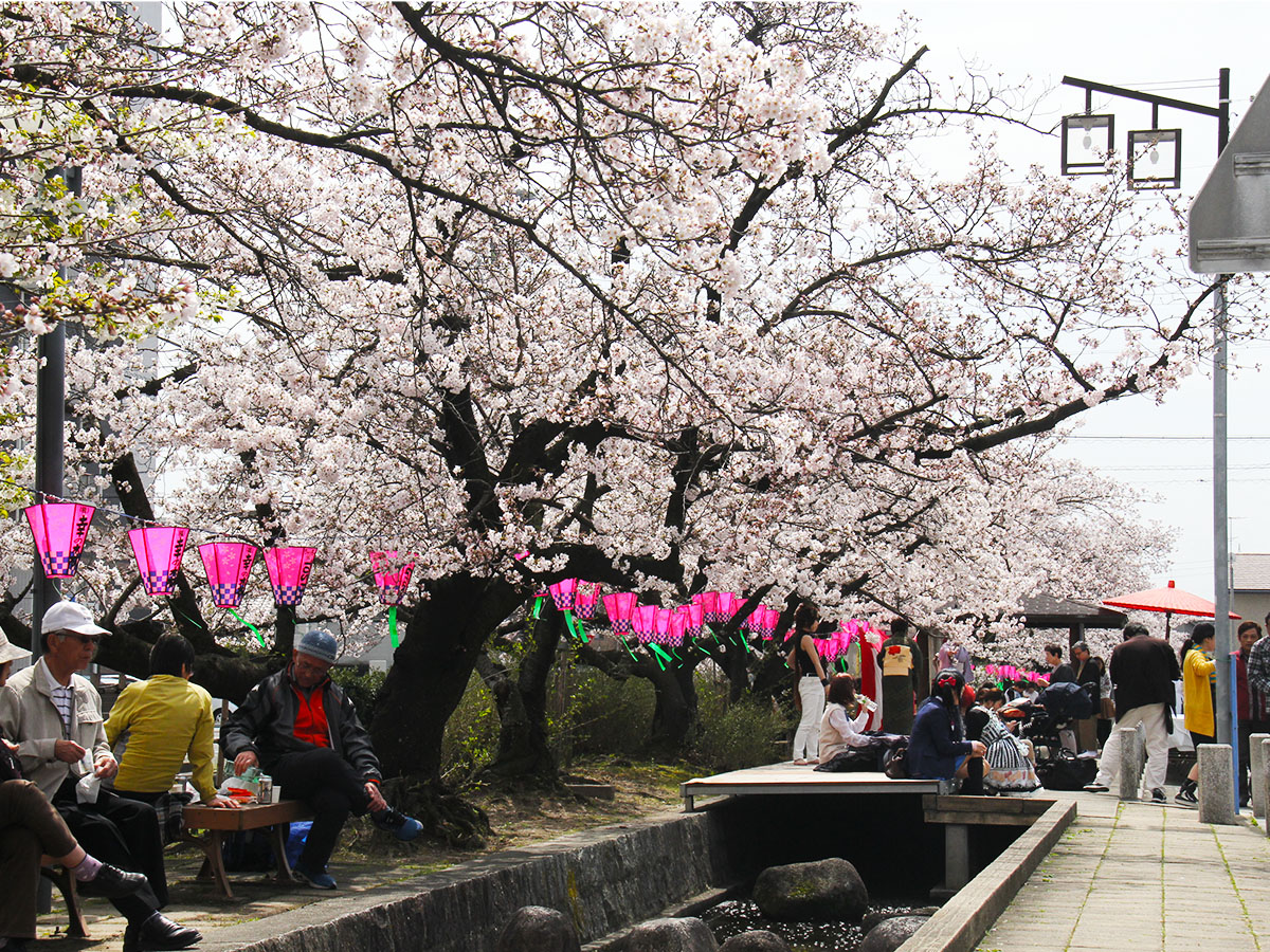 西尾六万石桜まつり | 愛知県西三河エリアの公式観光サイト 西三河
