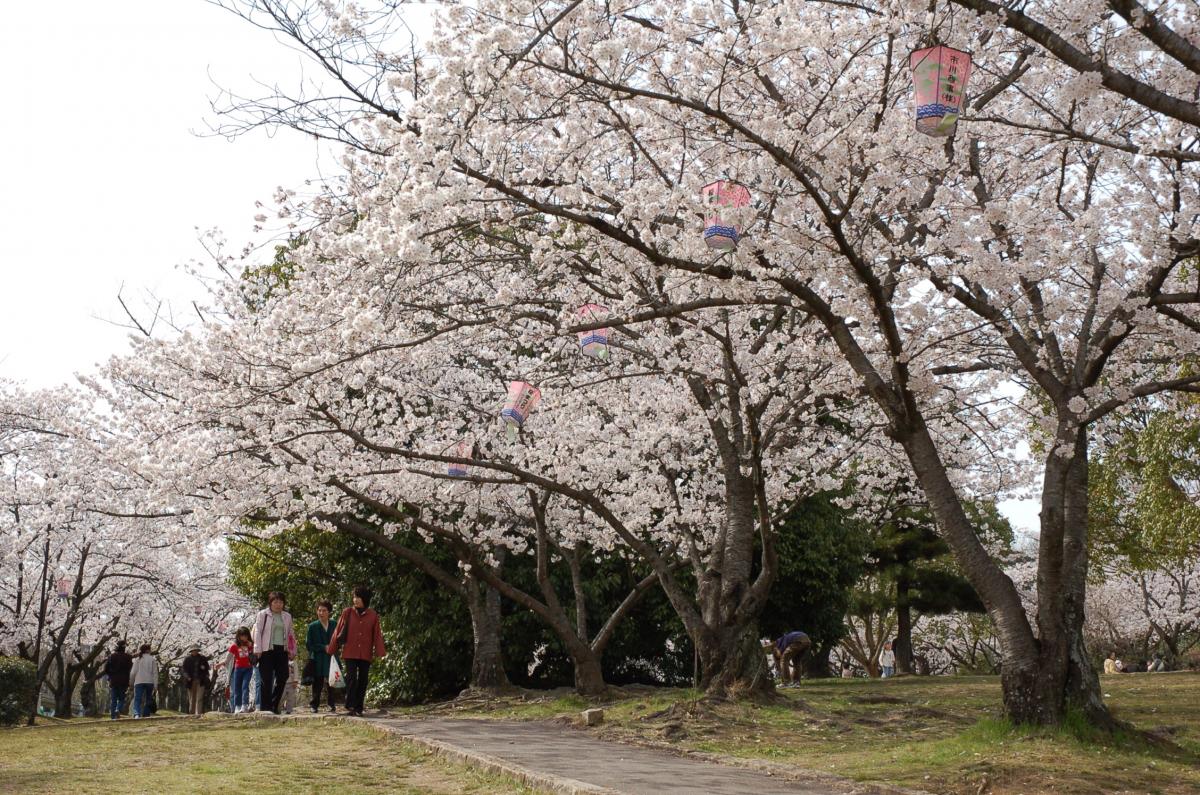 刈谷の桜まつり 洲原公園 愛知県西三河エリアの公式観光サイト 西三河ぐるっとナビ