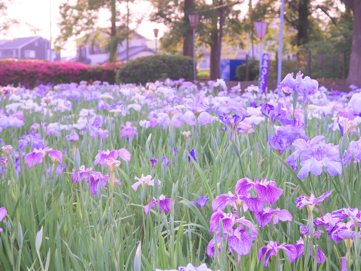 花しょうぶまつり in 油ヶ渕遊園地・応仁寺