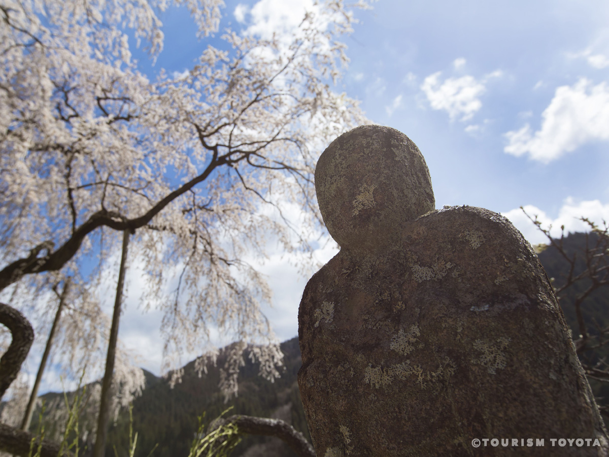 大安寺　しだれ桜