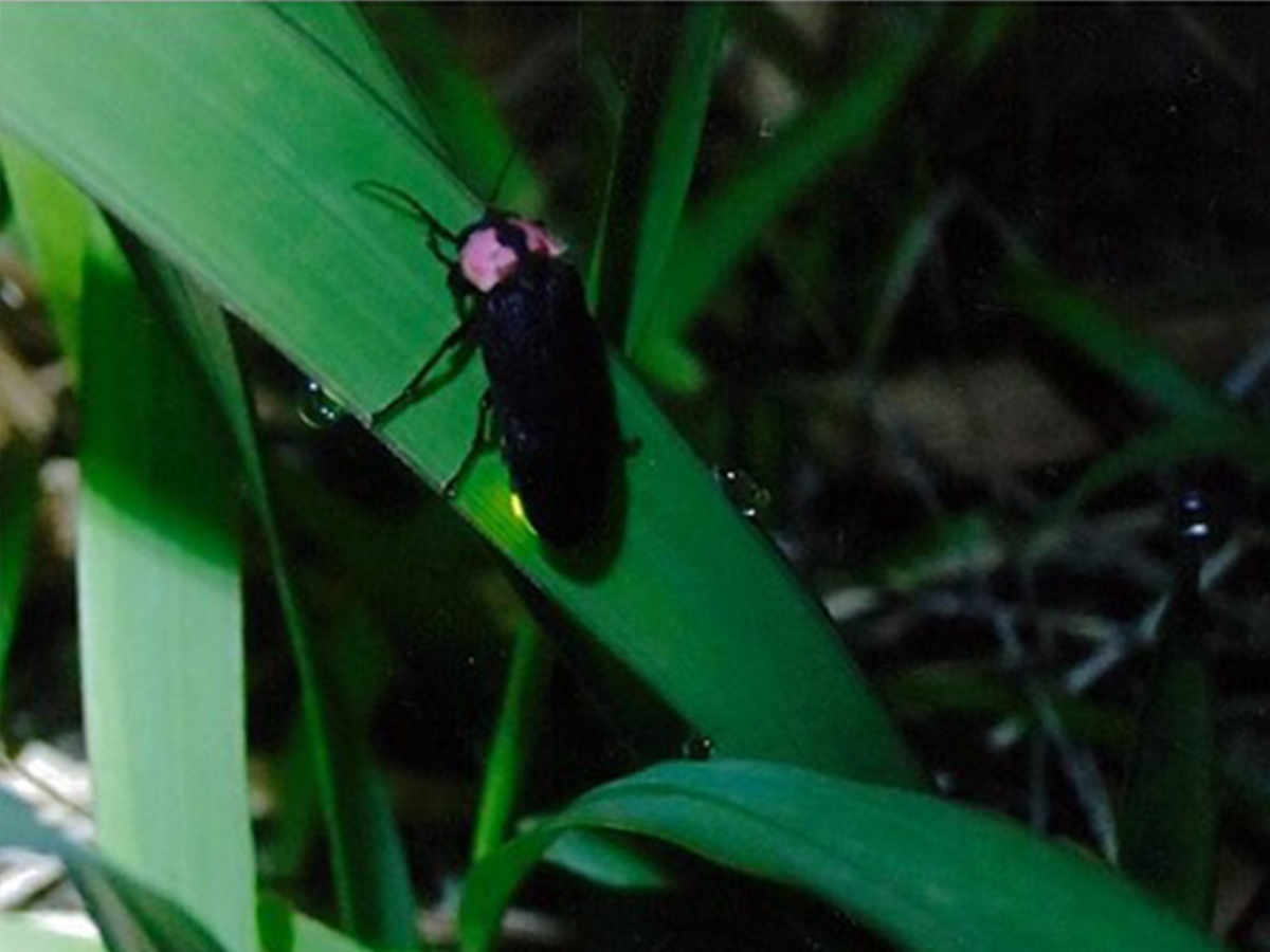 平原ゲンジボタルの里21ホタル祭り 愛知県西三河エリアの公式観光サイト 西三河ぐるっとナビ