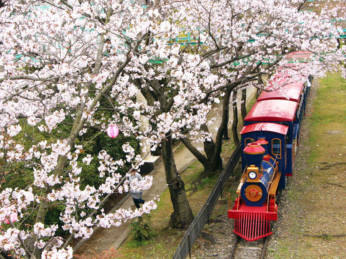 碧南の桜まつり 愛知県西三河エリアの公式観光サイト 西三河ぐるっとナビ