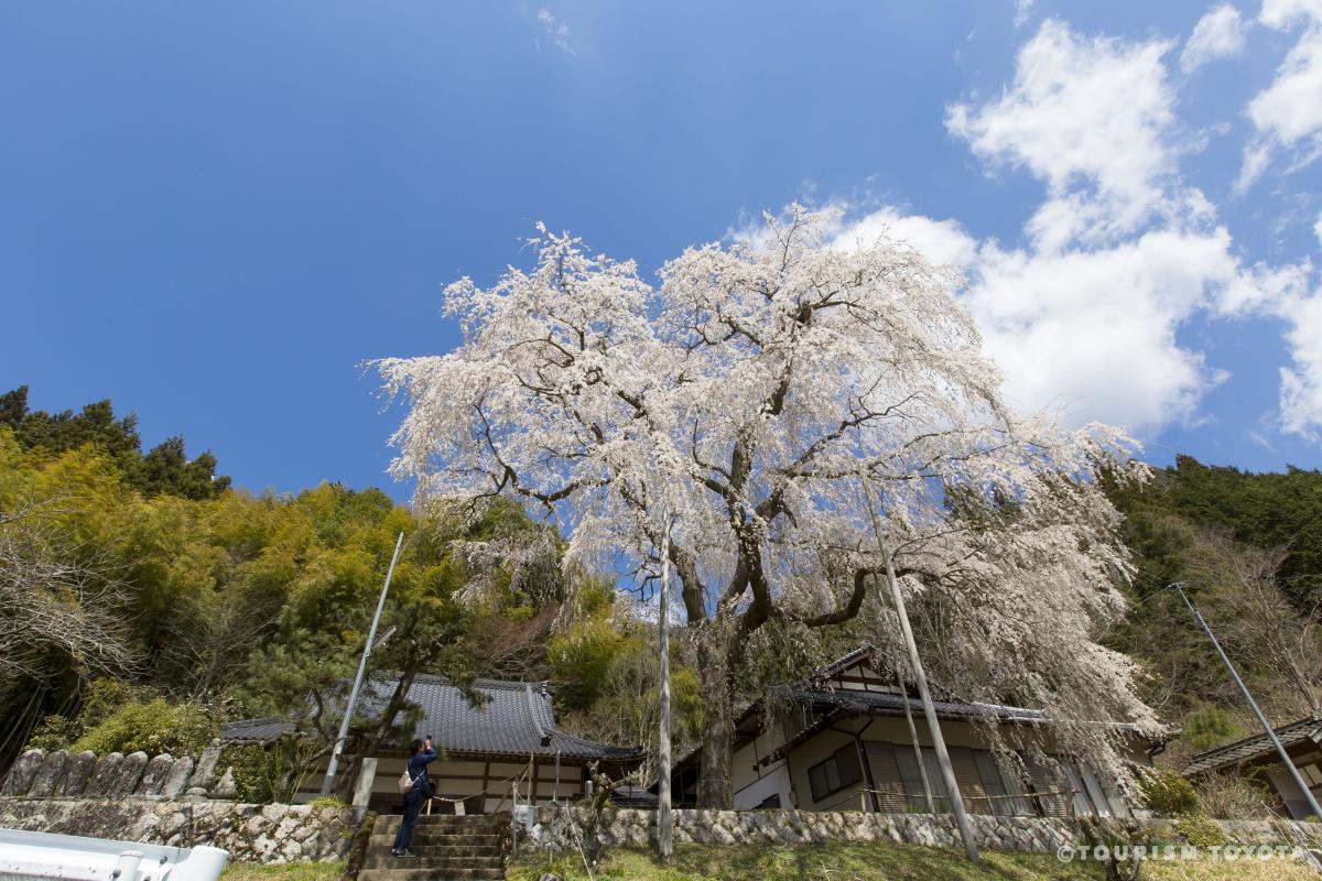 第1回 大安寺桜まつり