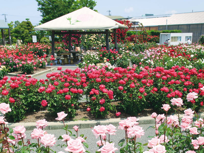 JA西三河  西尾市憩の農園・バラ園