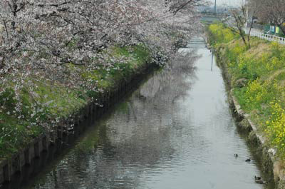 稗田川の桜と菜の花