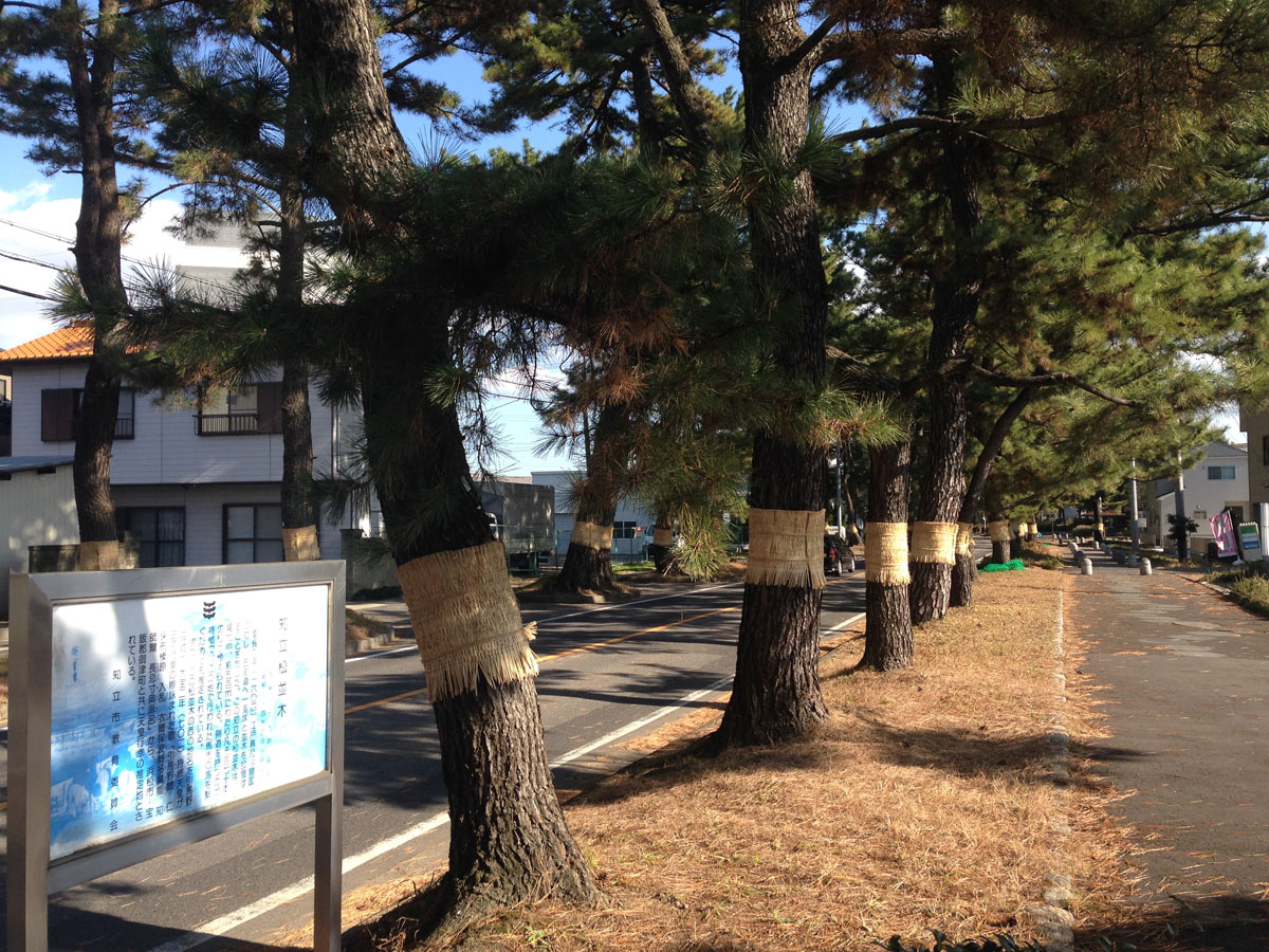 東海道松並木