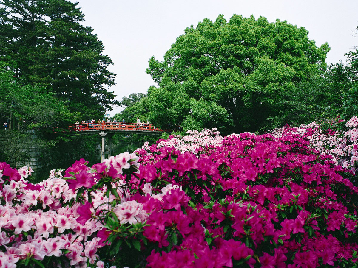 岡崎公園 つつじ 愛知県西三河エリアの公式観光サイト 西三河ぐるっとナビ