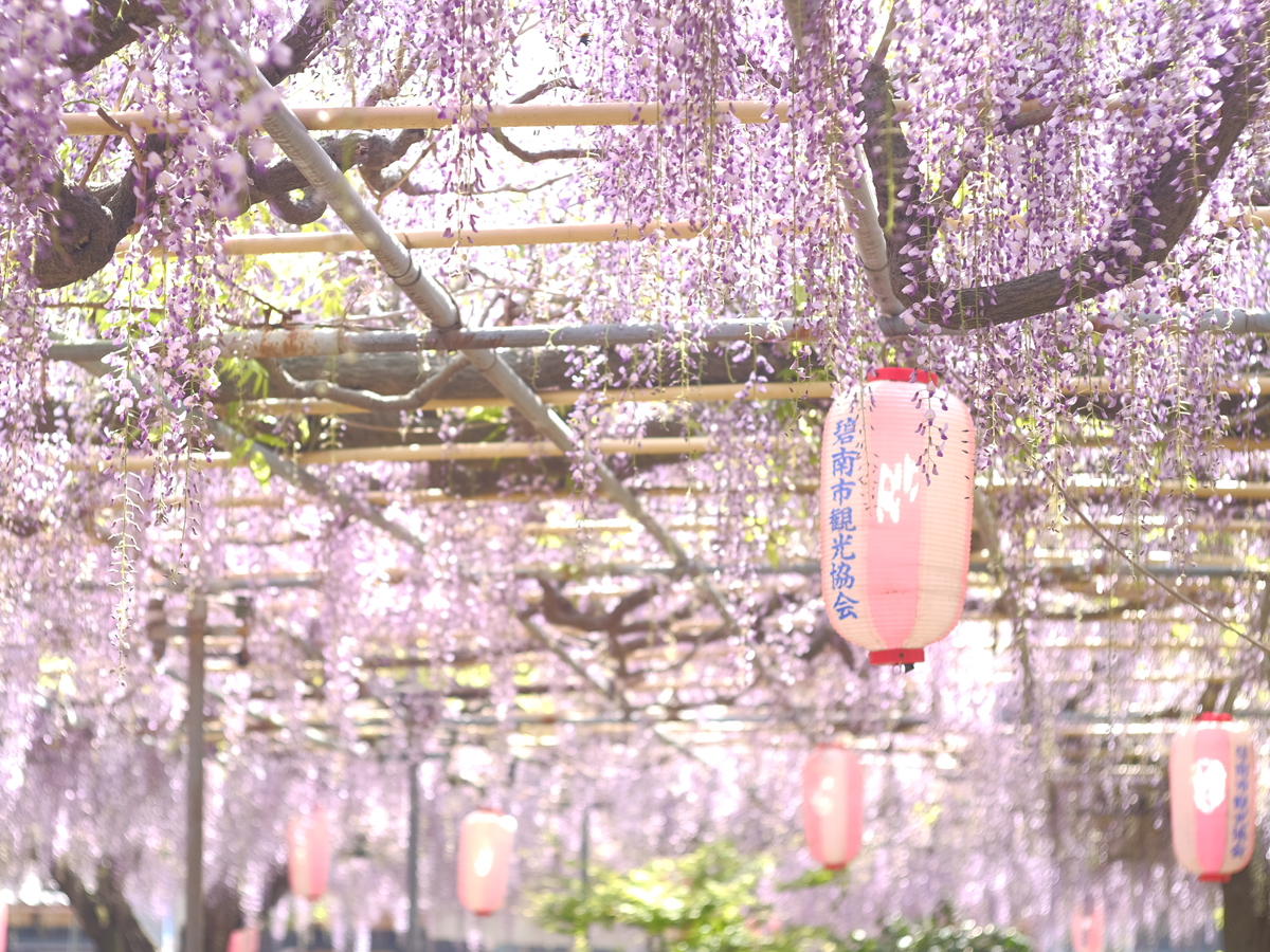 広藤園藤まつり | 愛知県西三河エリアの公式観光サイト 西三河ぐるっとナビ