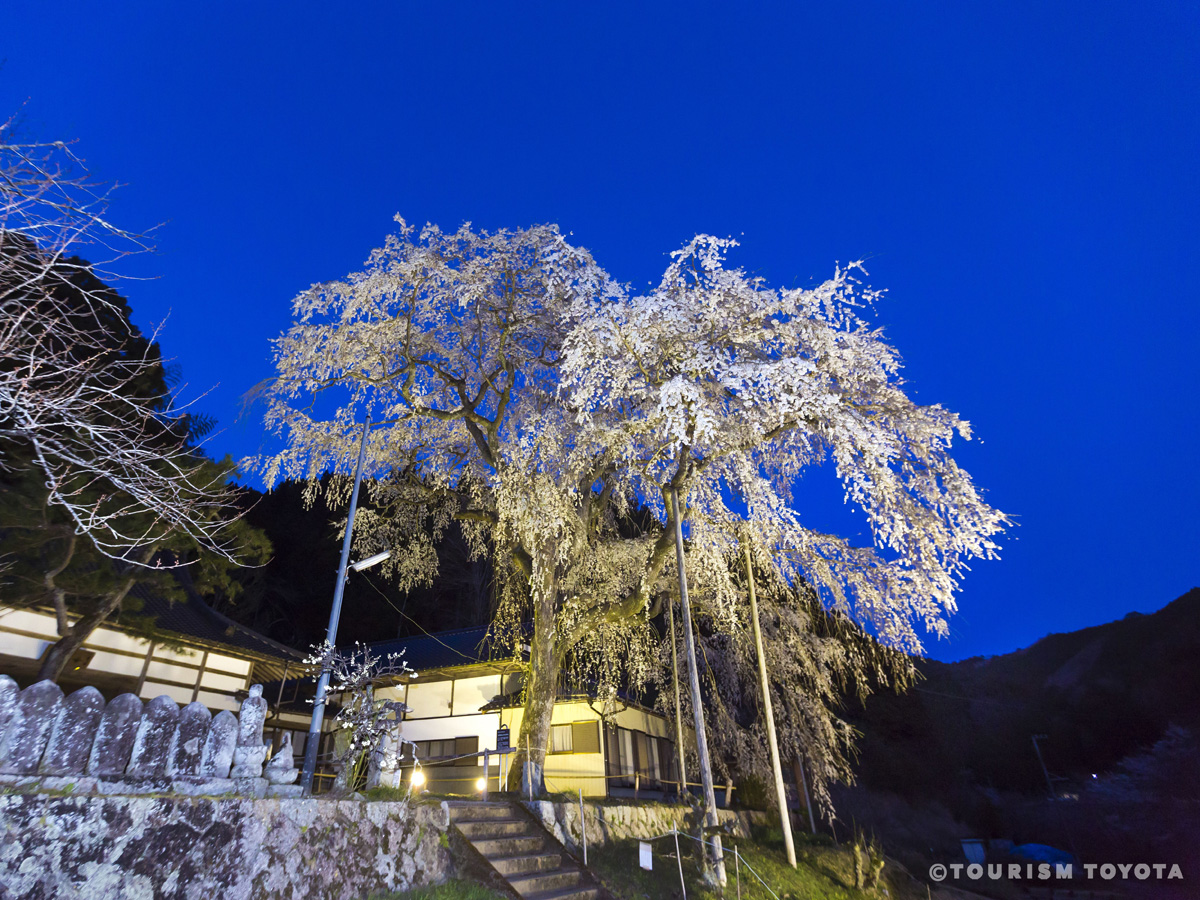 大安寺　しだれ桜　ライトアップ