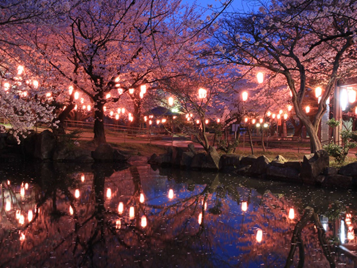 大山緑地の千本桜