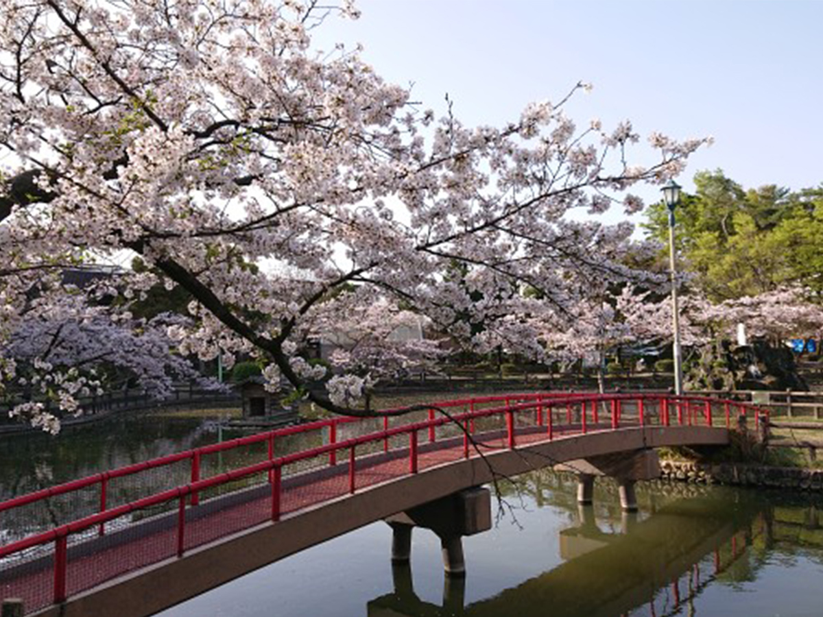 安城桜まつり | 愛知県西三河エリアの公式観光サイト 西三河ぐるっとナビ