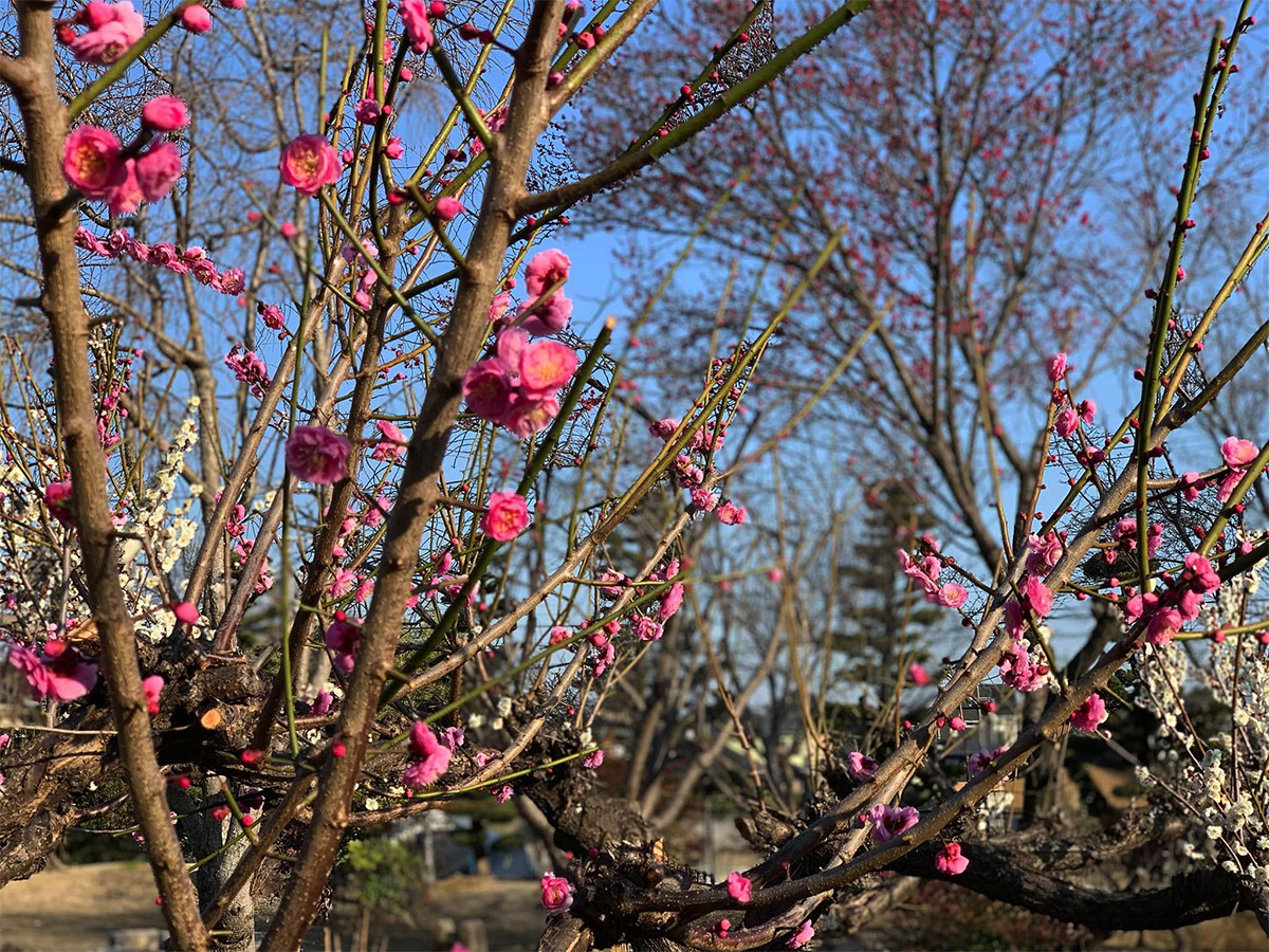 東端城址・城山稲荷の梅園