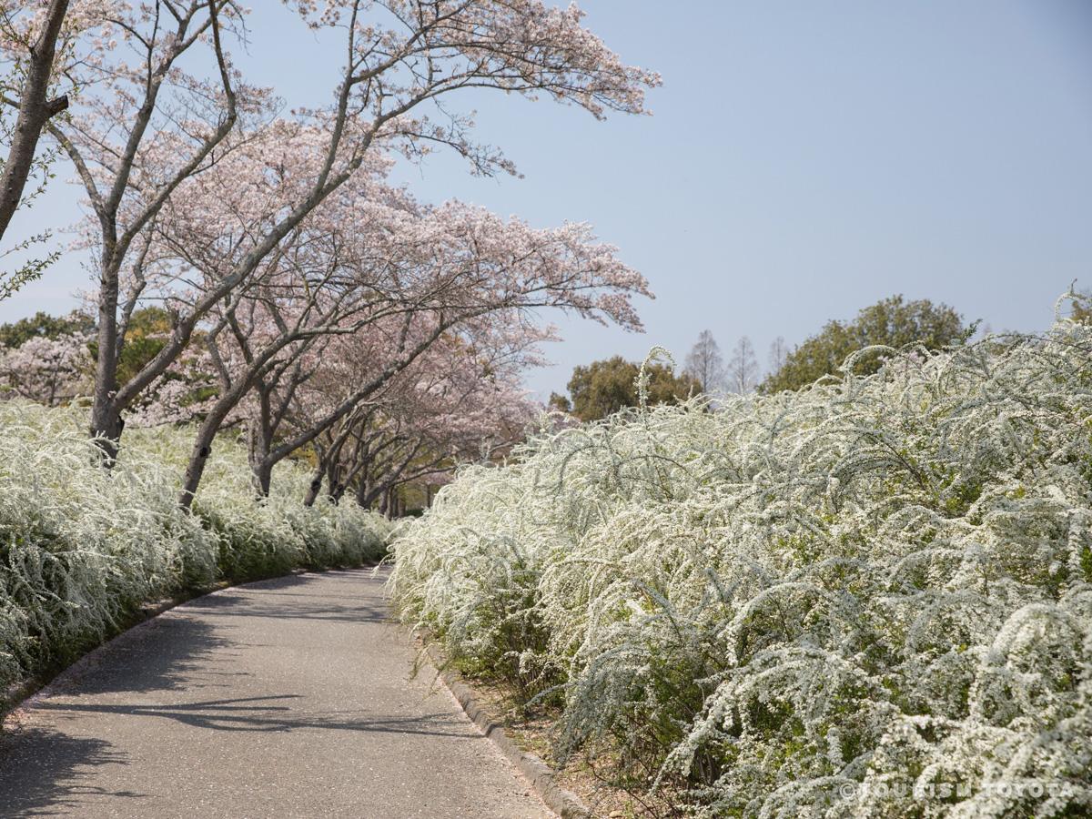 愛知県緑化センター　サクラとユキヤナギ