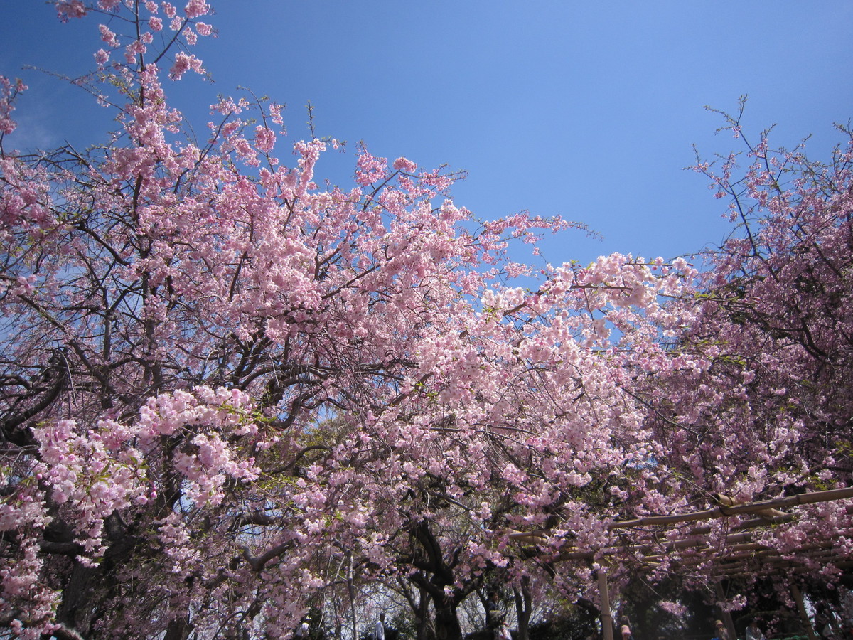 幸田しだれ桜まつり