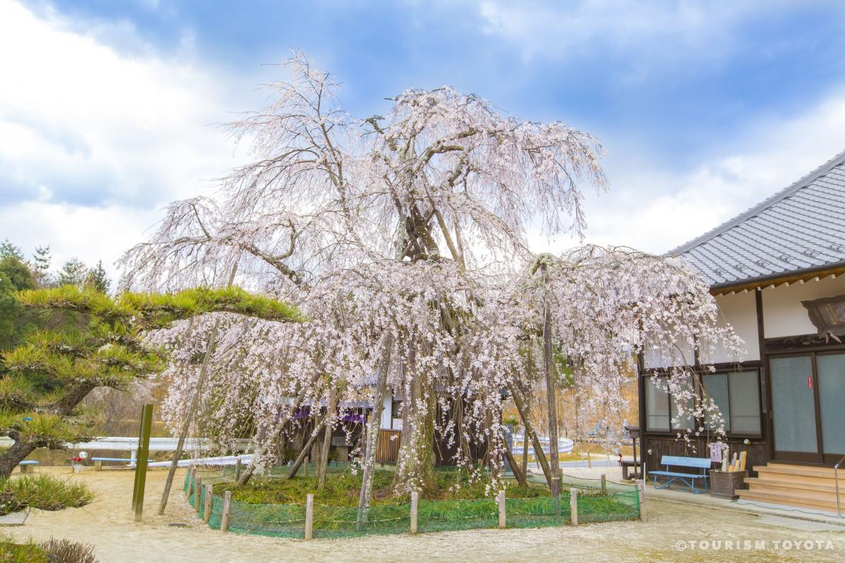 金剛寺のしだれ桜