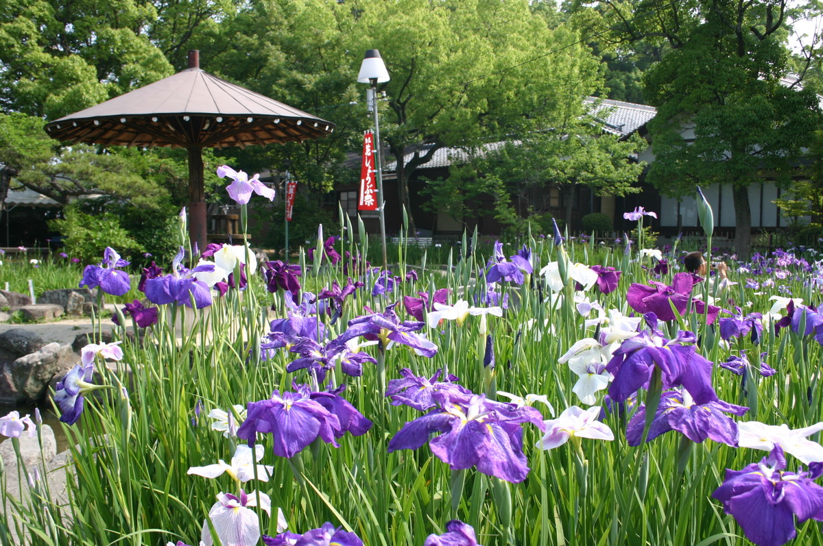 知立公園花しょうぶまつり