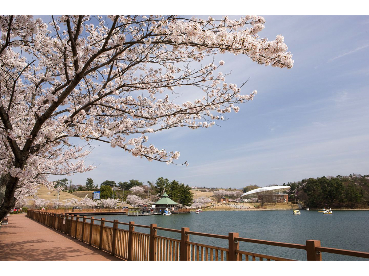 鞍ケ池公園の桜