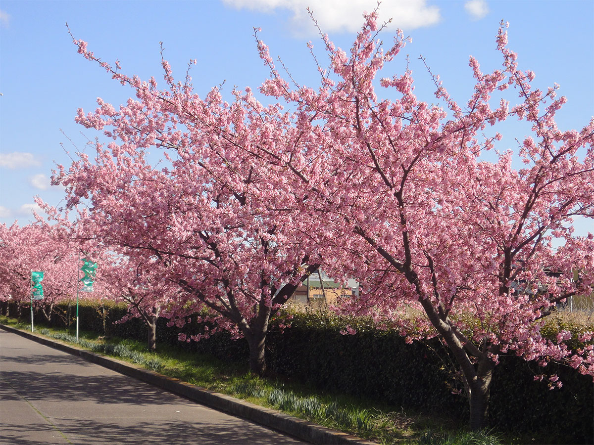 西尾市の桜開花状況