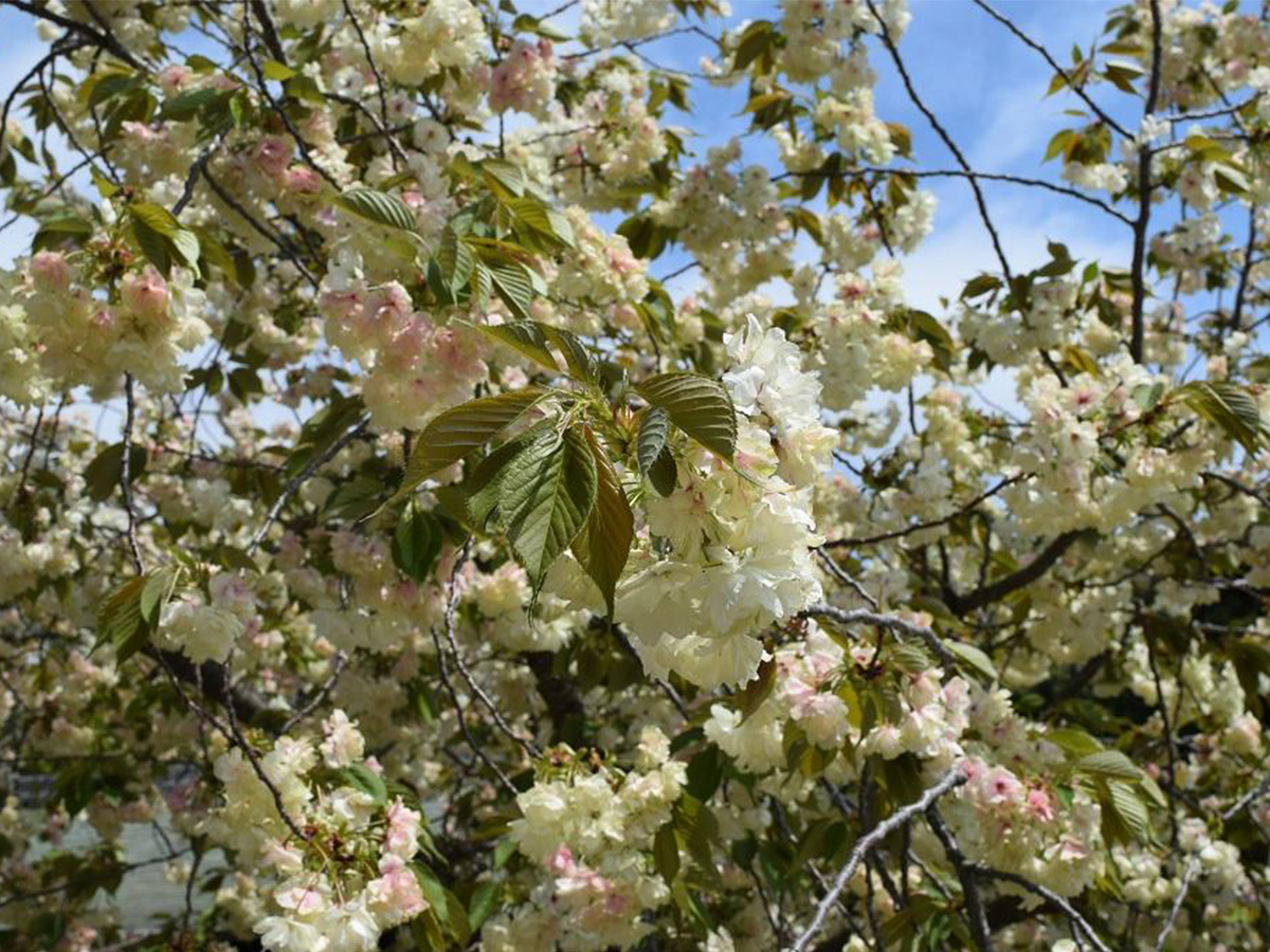 上地八幡宮鬱金桜