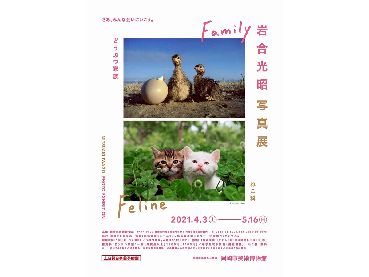 岩合光昭写真展 どうぶつ家族/ねこ科」を開催します！ | 愛知県西三河