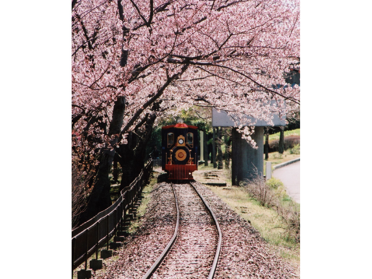 明石公園桜まつり