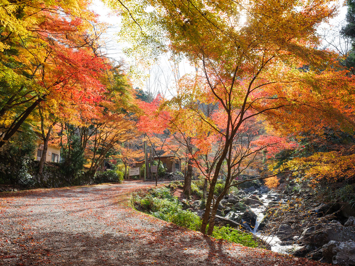 くらがり渓谷紅葉まつり