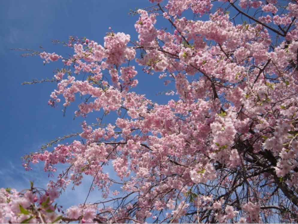 幸田しだれ桜まつり