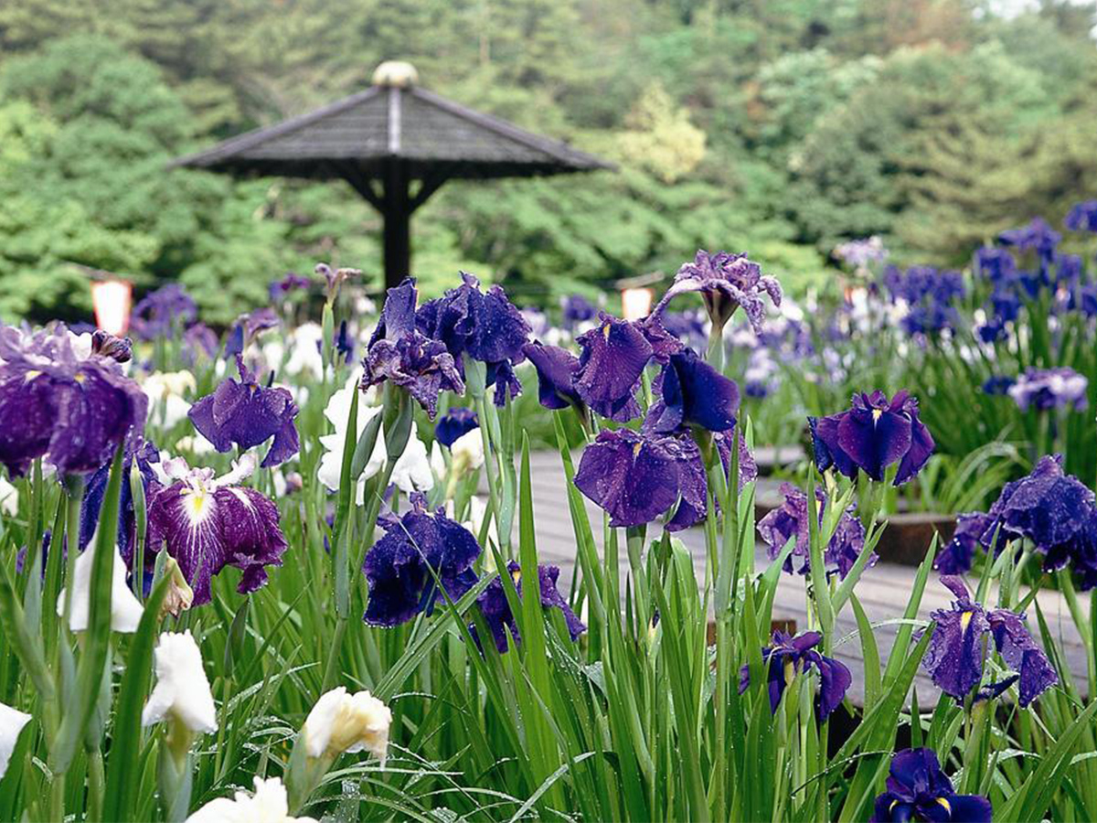 「東公園花菖蒲まつり」