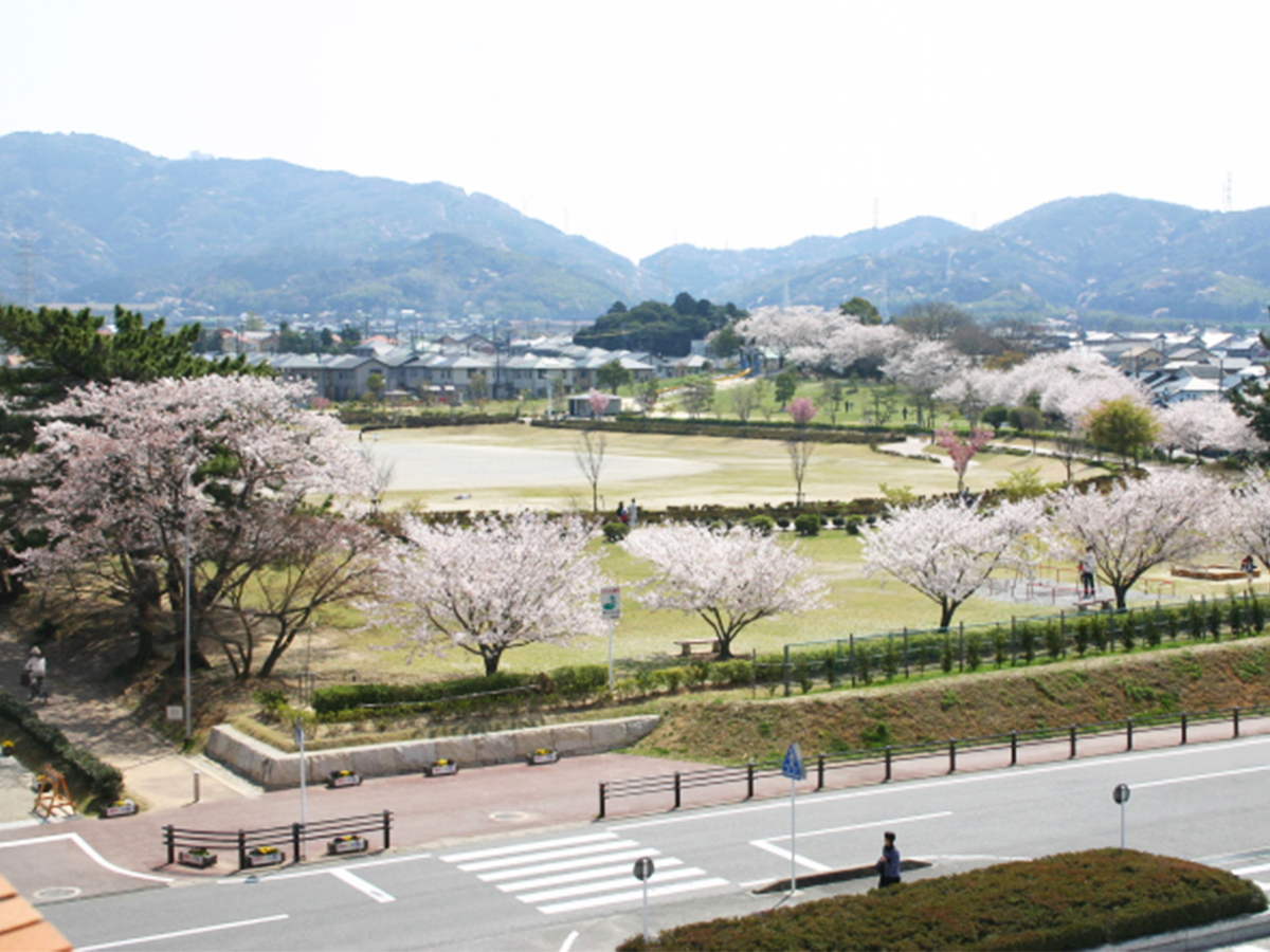 幸田中央公園の桜