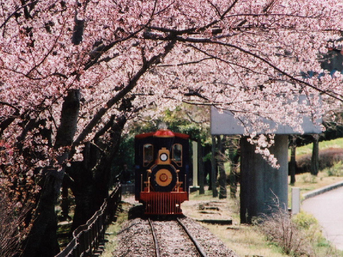 明石公園桜まつり