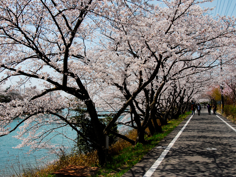 三好池の桜