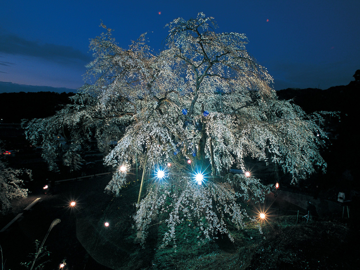 奥山田のしだれ桜まつり