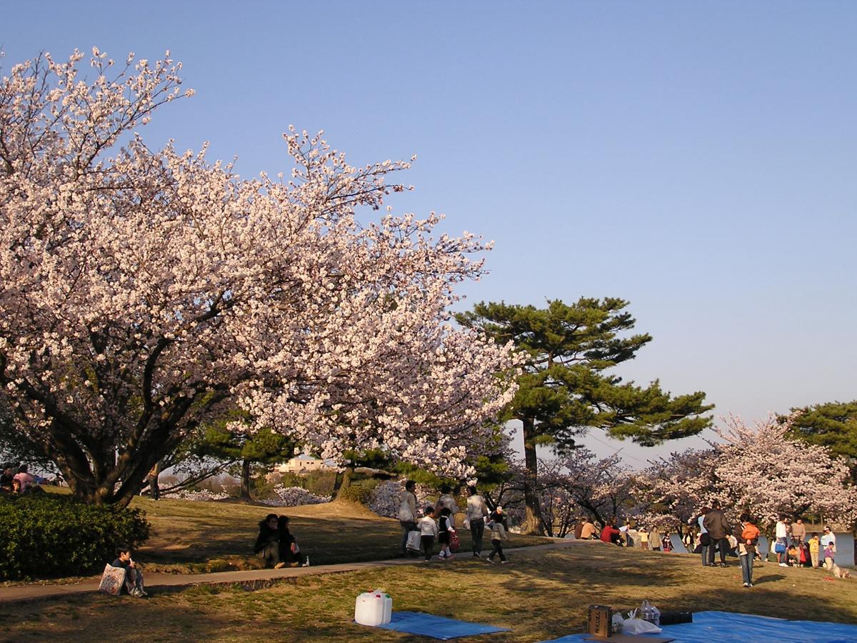 刈谷の桜まつり