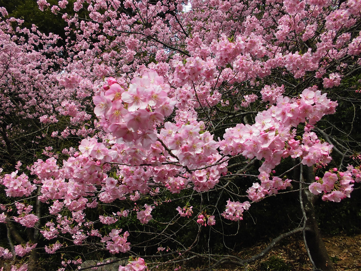 2025年安泰寺開花状況