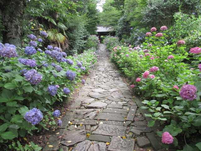 本光寺紫陽花まつり