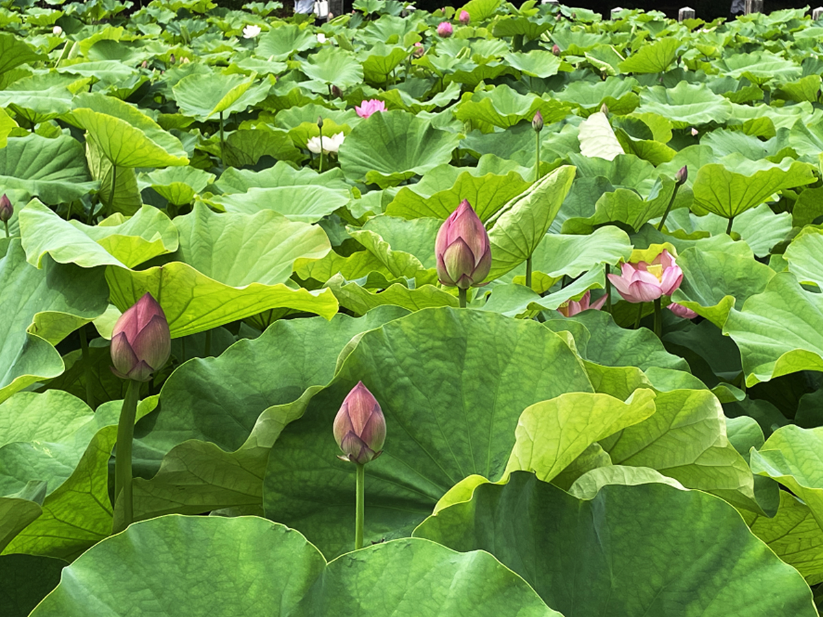 伊賀八幡宮のハス