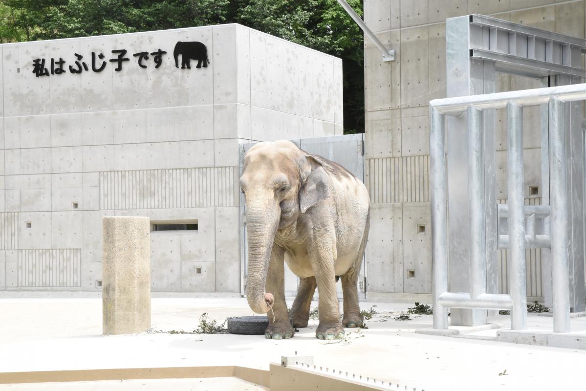 アジアゾウふじ子さん