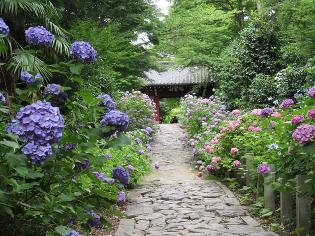 本光寺紫陽花まつり