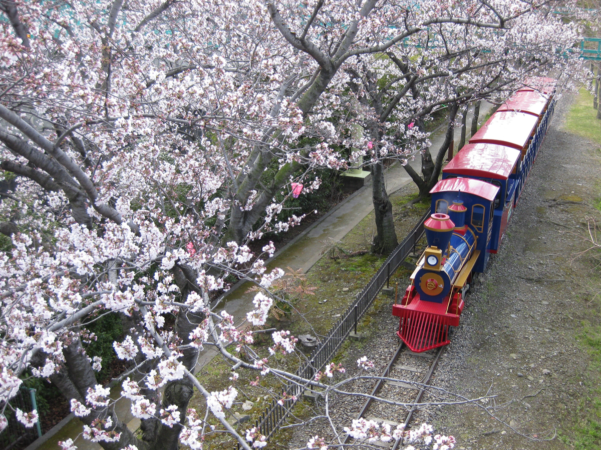 碧南の桜まつり 