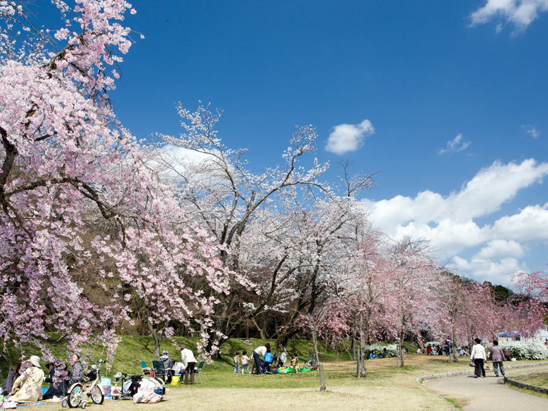 水源桜まつり