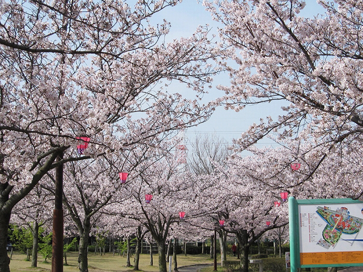 碧南の桜まつり