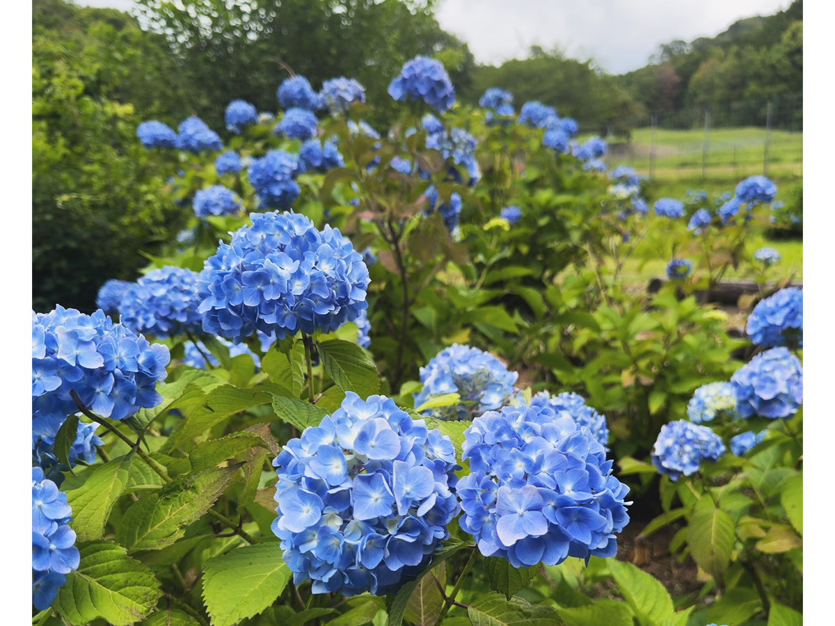 松平郷の紫陽花