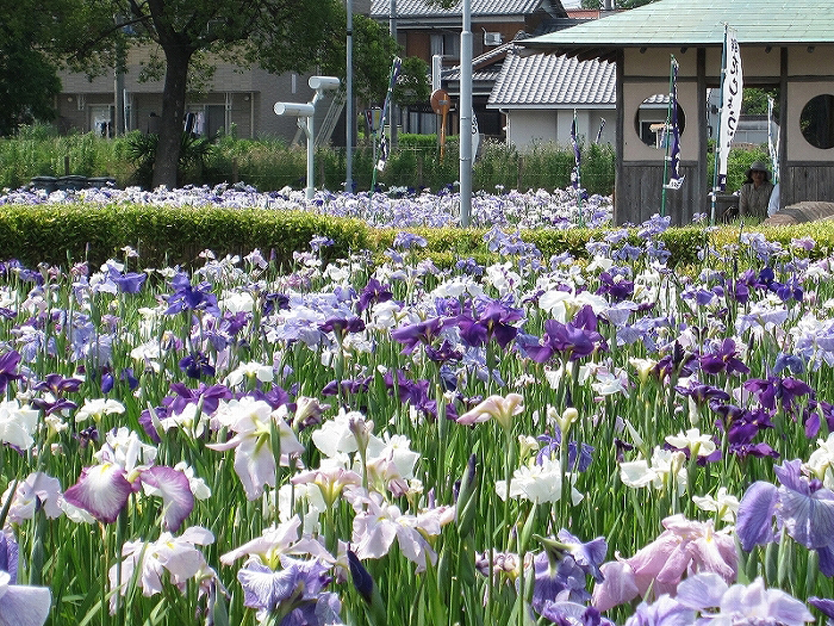 花しょうぶまつり