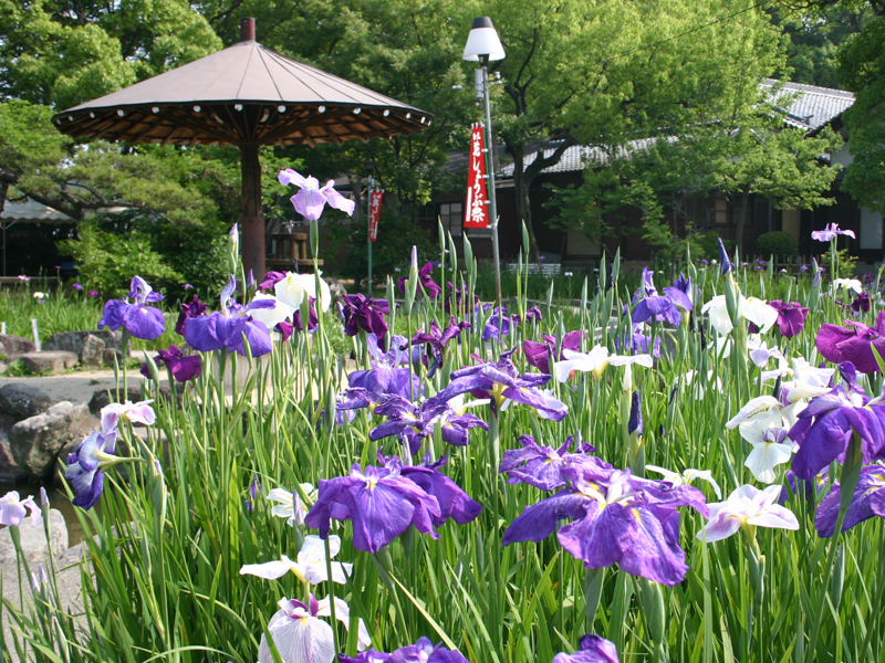 知立公園花しょうぶまつり