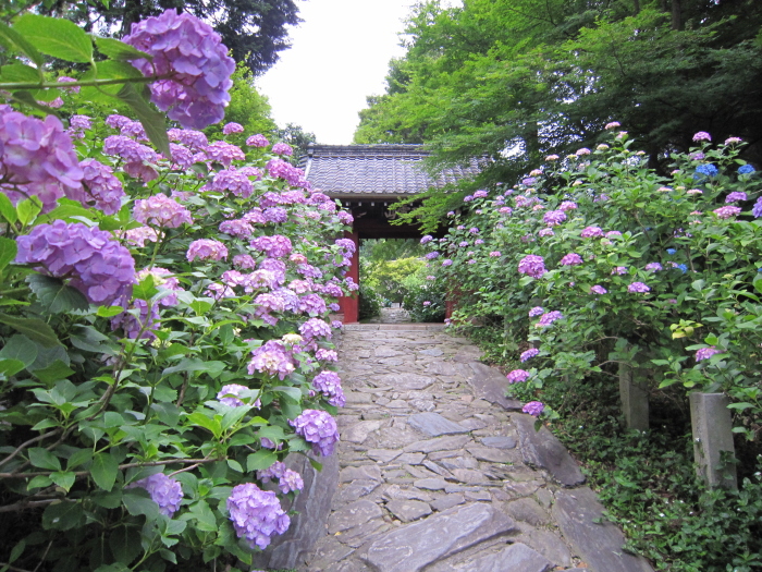 本光寺紫陽花